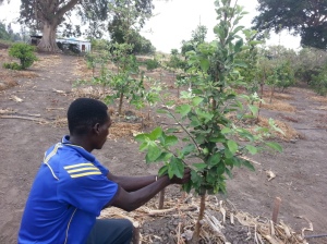Building42_Teams_Uganda_..._set_for_the_Apple_Orchard