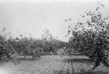 newport-mesa-06_apple-orchards-pg61